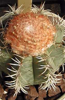 Dwarf Turk's Cap Cactus(Melocactus matanzanus)