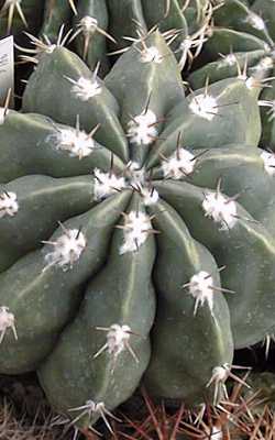 (Melocactus neryi)