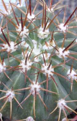 (Melocactus schatzlii)