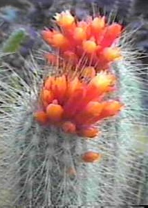 (Micranthocereus flaviflorus)