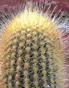 (Micranthocereus streckeri)