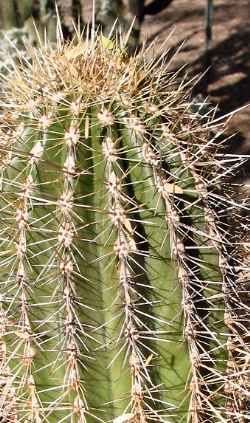 (Myrtgerocactus Χ lindsayi)