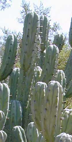 Blue Candle, Whortleberry Cactus(Myrtillocactus geometrizans)