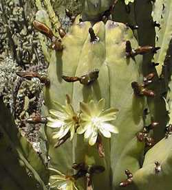 Blue Candle, Whortleberry Cactus(Myrtillocactus geometrizans)