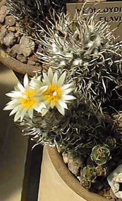 (Turbinicarpus schmiedickeanus ssp. flaviflorus )