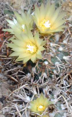 (Turbinicarpus schmiedickeanus ssp. flaviflorus )