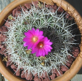 (Turbinicarpus horripilus)