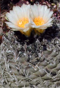 (Turbinicarpus schmiedickeanus ssp. klinkerianus )