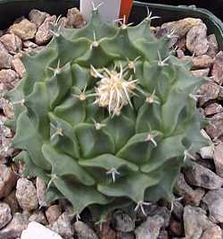 Artichoke cactus(Obregonia denegrii)