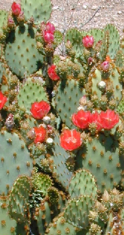 Chenille Prickly pear(Opuntia aciculata)