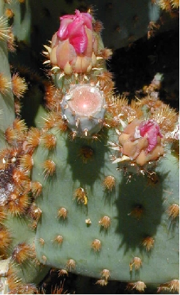 Chenille Prickly pear(Opuntia aciculata)