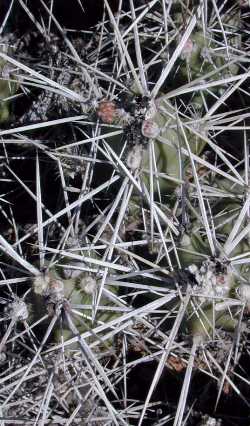 Big Bend Prickly Pear(Grusonia aggeria)