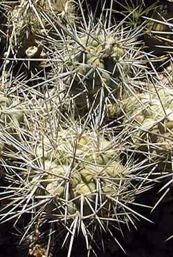 (Tephrocactus aoracanthus)