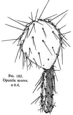 Coyotillo(Opuntia azurea)