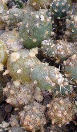 (Tephrocactus minor)