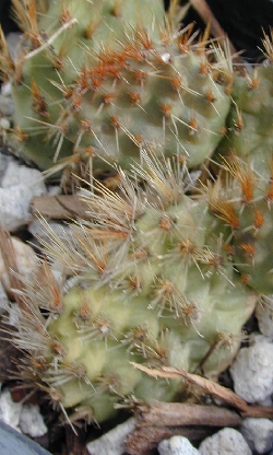 (Opuntia longispina var. brevispina )