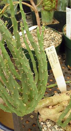 (Opuntia chaffeyi)