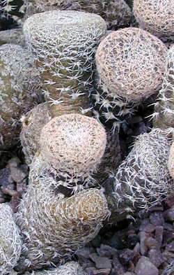 (Maihueniopsis clavarioides)