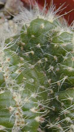 (Austrocylindropuntia cylindrica Crest)