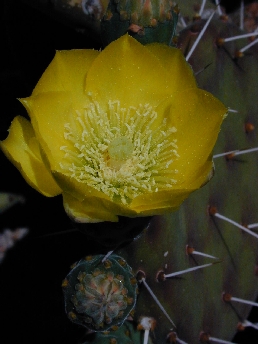 Lengua de Vaca, Nopal de Culebra(Opuntia decumbens)