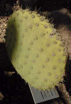 (Opuntia echios var. zacana )