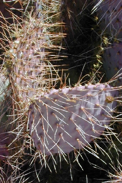 Violet Prickly Pear(Opuntia gosseliniana)