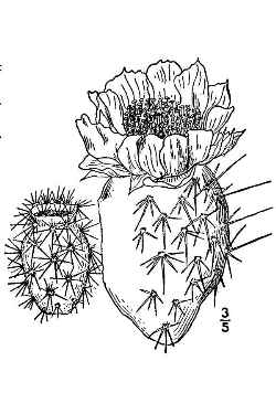 Heacock's Prickly Pear(Opuntia polyacantha)