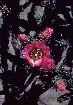 Tree Cholla, Chain-Link Cactus(Cylindropuntia imbricata)