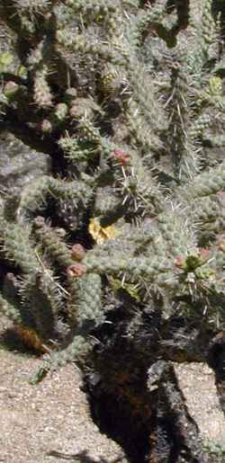 (Cylindropuntia Χ kelvinensis)