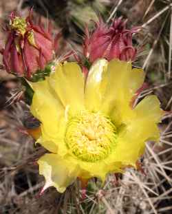 Devil Cholla(Grusonia kunzei)