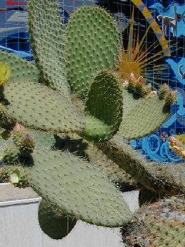 Duraznillo Blanco, Nopal Blanco(Opuntia leucotricha)