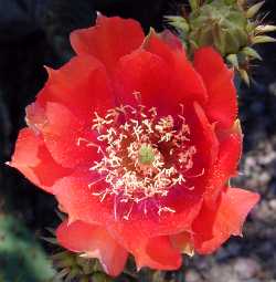 Texas Prickly Pear(Opuntia engelmannii var. lindheimeri )