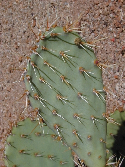 Coastal Prickly Pear(Opuntia littoralis)