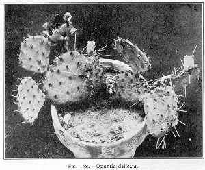 Plains Prickly Pear(Opuntia macrorhiza)