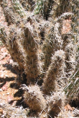 (Grusonia marenae)