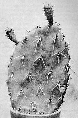 (Opuntia Χ occidentalis)