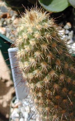 (Austrocylindropuntia pachypus)