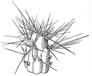 (Cumulopuntia pentlandii)