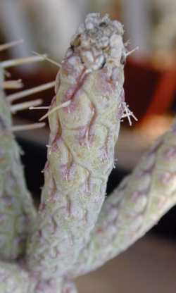 Diamond Cholla, Pencil Cholla(Cylindropuntia ramosissima)