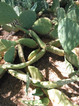 Cuija(Opuntia rastrera)