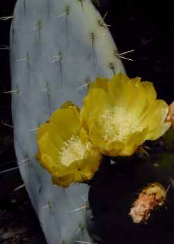 Silver Dollar(Opuntia robusta)