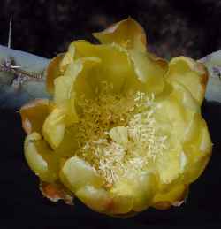 Silver Dollar(Opuntia robusta)