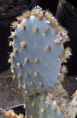 Cow blinder(Opuntia rufida)