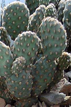 Cow blinder(Opuntia rufida)