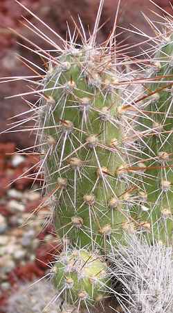 (Austrocylindropuntia shaferi)