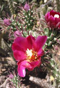 Cane Cholla(Cylindropuntia spinosior)