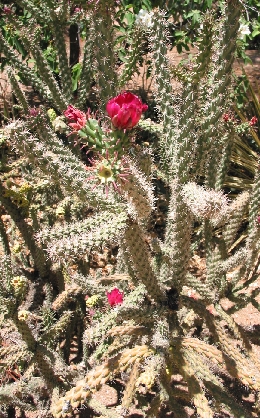 Cane Cholla(Cylindropuntia spinosior)