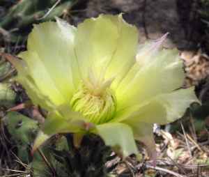 Devil Cholla, Stanly's Club Cholla(Grusonia emoryi)