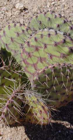 Tuna Colorada(Opuntia stenopetala)