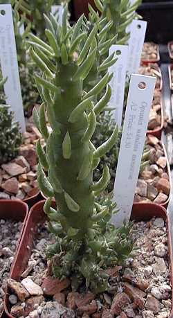 Eve's Needle, Cane Cholla(Austrocylindropuntia subulata)